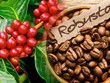 Việt Nam chủ yếu xuất khẩu cà phê Robusta. Riêng chủng loại cà phê này mang về hươn 2,5 tỷ USD trong 10 tháng 2022.