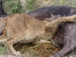 Tham ăn tục uống, vua sư tử kẹt cả đầu trong bụng trâu rừng