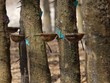 Năng suất cây cao su của Việt Nam năm 2022 bình quân đạt 1.682 kg/ha, cao nhất châu Á.