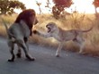 Chẳng kém gì con người, sư tử cái cũng biết vùng lên đấu tranh đòi "nữ quyền"