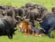 Ngạo nghễ nhà vua, 1 mình sư tử "cân kèo" với hơn 100 con trâu rừng