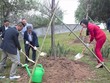 Các đại biểu trồng cây hoa anh đào tại Công viên Hòa Bình. (Ảnh: Nguyễn Cúc/TTXVN)