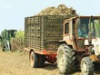 Sức cạnh tranh của các doanh nghiệp sản xuất mía đường đã tốt hơn, nhưng giá thành sản xuất nhìn chung vẫn cao.