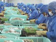 Cá tra và tôm là hai mặt hàng xuất khẩu chủ lực của ngành thủy sản Việt Nam.