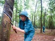 Giá cao su thiên nhiên có mối quan hệ thuận chiều với giá dầu.