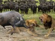 "Cỗ xe tăng" trâu rừng một mình húc bay cả đàn sư tử cứu đồng đội