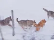 Điều kỳ diệu cứu sống chú chó nhỏ khỏi nanh vuốt của đàn sói xám