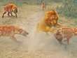 Vua sư tử đơn độc "vùng vẫy" giữa vòng vây của đàn linh cẩu đói khát
