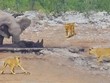 Đàn voi rừng nghĩa hiệp quyết tâm giải cứu chú tê giác bị mắc kẹt khỏi "nanh vuốt" bầy sư tử đói
