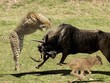 Cứu con, linh dương đầu bò mẹ bất chấp tấn công cả 3 con báo hoa mai 