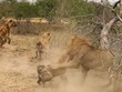 Bị dồn đến đường cùng, cả đàn linh cẩu hợp lực tấn công Vua sư tử