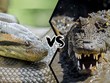 Cuộc chiến sinh tồn khốc liệt giữa "ông vua đầm lầy" và loài rắn nguy hiểm nhất châu Phi