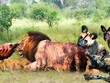 Nỗ lực giải cứu "người anh em" của đàn chó hoang khỏi sức mạnh hủy diệt của Vua sư tử