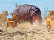 Nỗi tuyệt vọng của hà mã khi bước vào cuộc chiến với 7 con sư tử
