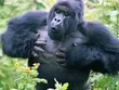 Tại sao chúng ta không bao giờ nên tự vỗ ngực trước mặt một con Gorilla 