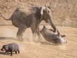 "Chiến thần" voi rừng giải cứu hà mã ngoạn mục khỏi nanh vuốt của đàn chó hoang
