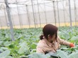 Xuất khẩu rau quả: Kỳ vọng nối dài kỳ tích