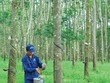DPR: Năm 2015, lợi nhuận vượt gần 20% kế hoạch