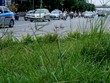 Dừng chi tiền tỷ, cỏ mọc um tùm khắp nẻo đường Thủ đô