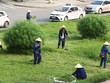 Chi phí cắt cỏ tại Hà Nội được dư luận quan tâm sau thông tin cắt cỏ24 km đại lộ Thăng Long hết 53 tỷ đồng. Ảnh minh họa: Võ Hải.
