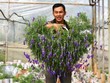Độc đáo bonsai lavender chơi Tết