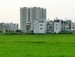 Thủ tướng đồng ý cho Hà Nội chuyển đổi 61,8 ha đất trồng lúa sang đất phi nông nghiệp