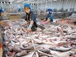 Nhu cầu tăng cao khiến cá tra nguyên liệu tăng giá mạnh.