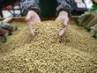 Công nhân một siêu thị tại Vũ Hán (Trung Quốc) đang kiểm tra đậu nành. Ảnh:Reuters