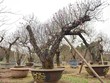 Đào cổ thụ Nhật Tân giá hàng trăm triệu của đại gia chơi Tết
