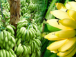 Giá chuối đã bắt đầu tăng.