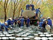 Nhờ tiết giảm chi phí, Cao su Việt Nam (GVR) vẫn tăng trưởng lợi nhuận quý I/2020