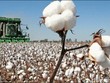 Hạn hán, diện tích trồng bông ở Úc sụt giảm mạnh nhất kể từ năm 1978
