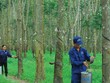 Tập đoàn Công nghiệp Cao su Việt Nam (GVR): Quý III/2020 lợi nhuận chỉ giảm 2% nhờ doanh thu tài chính đột biến