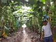 Ngân hàng muốn bán 48,1 triệu cổ phiếu HAGL Agrico (HNG) của Hoàng Anh Gia Lai (HAG) để thu hồi nợ