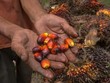 Indonesia chuẩn bị phân bổ khoảng 1 triệu tấn dầu cọ để xuất khẩu