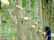 Cao su Phước Hoà (PHR) đưa ra 2 phương án hợp tác và đền bù phát triển dự án Khu công nghiệp VSIP III
