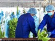 Hoàng Anh Gia Lai (HAG) tạm dừng kế hoạch chào bán 161,9 triệu cổ phiếu riêng lẻ