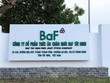 Nông nghiệp BaF Việt Nam (BAF): Cổ phiếu giảm 33,6%, Công ty của Chủ tịch không mua hết lượng đăng ký với lý do thị trường biến động không thuận lợi