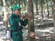 Tập đoàn Công nghiệp Cao su Việt Nam (GVR): Cổ phiếu giảm 75,5% giá trị nhưng lãnh đạo chỉ mua được 5% tổng lượng đăng ký