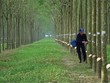 Lãnh đạo Cao su Phước Hoà (PHR) bán ra cổ phiếu nhiều hơn đăng ký