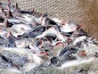 Đầu tư và Phát triển Đa Quốc Gia – IDI (IDI) sắp thông qua kế hoạch phân phối lợi nhuận năm 2022