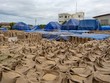 Giá gạo có thể đạt mức cao nhất trong một thập kỷ