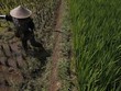 Indonesia chuẩn bị 500.000 ha trồng lúa để đảm bảo dự trữ gạo