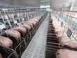 BaF Việt Nam (BAF) sắp thâu tóm một công ty ở Gia Lai