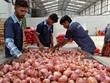 Ấn Độ gia hạn lệnh cấm xuất khẩu hành tây vô thời hạn