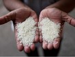 Ấn Độ chính thức cho phép xuất khẩu gạo trắng non-basmati