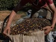 Brazil đẩy mạnh trồng cà phê robusta