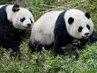 Hai chú gấu trúc Mei Xiang và Tian Tian.