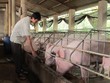 Hạn mức vay tối đa không có tài sản đảm bảo của chủ trang trại
