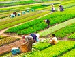 Đề xuất miễn thuế sử dụng đất nông nghiệp, trừ đất hoang hoá, sai mục đích